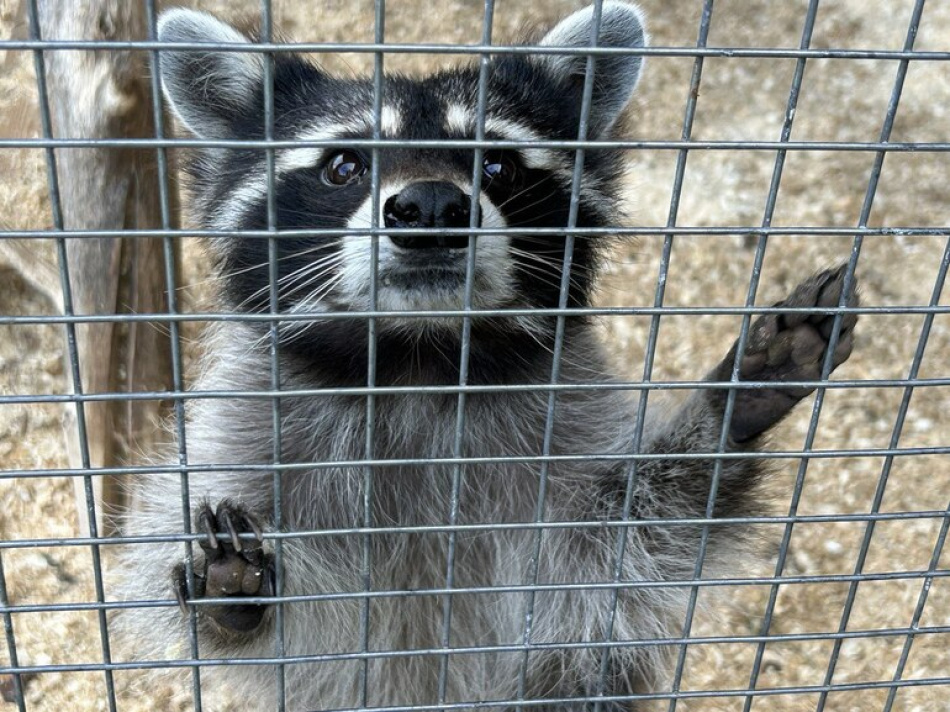 В Ленобласти енотовидная собака заняла барсучью нору на зиму